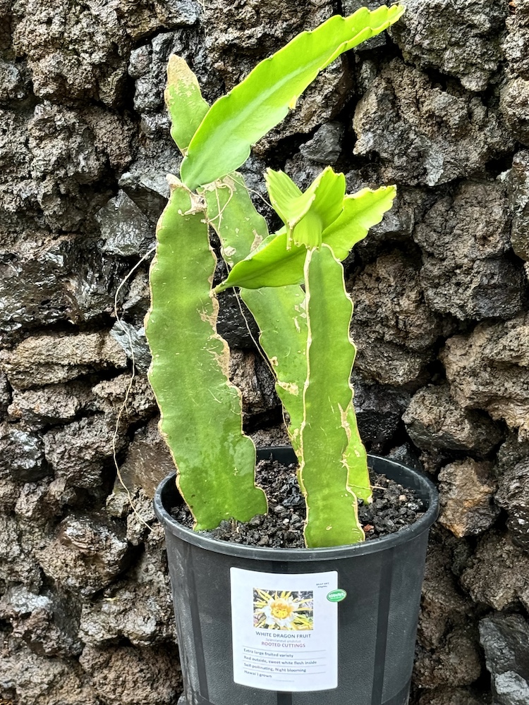 White Dragon Fruit Rooted Cuttings, 3, in Large Pot - Click Image to Close